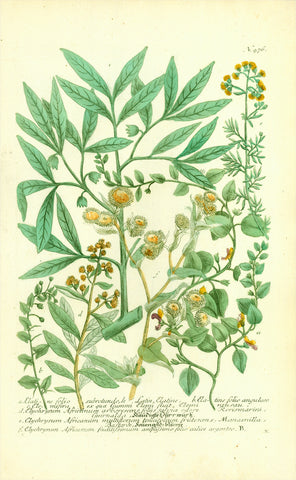 "a. Elatine folio subrotundo....." "b. Elatine folio anguloso...." "c. Elemifera ...." "d. Elychrisum Africanum arborescens...." "e. Elychrysum Africanum multiflorum....." "f. Elychrisum Africanum foeditissimum...."  Copper etching. Printed in color and hand-finished  Published n "Phytanthoza Iconographia"  Nuremberg, 1740