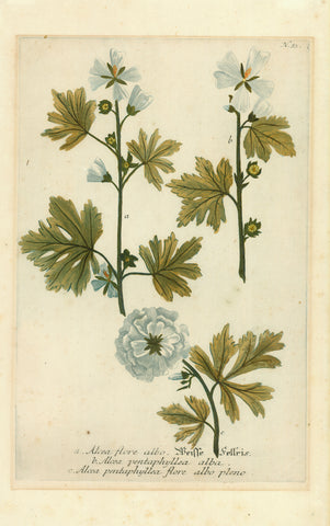 "a. Alcea flore albo. Weisse Fellris" "b. Alcea pentaphyllea alba" "c. Alcea pentaphyllea flore albo pleno"  Copper etching. Printed in color and hand-finished  Published n "Phytanthoza Iconographia"  Nuremberg, 1740