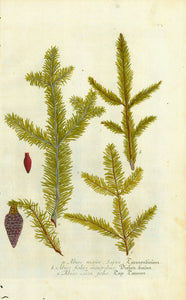 "a. Albies major Sapin. Tannenbaum" "b. Albies foliis minoribus. Dielen-baum" "c. Albies Taxi folio. Tax Tannen"  Copper etching. Printed in color and hand-finished  Published n "Phytanthoza Iconographia"  Nuremberg, 1740