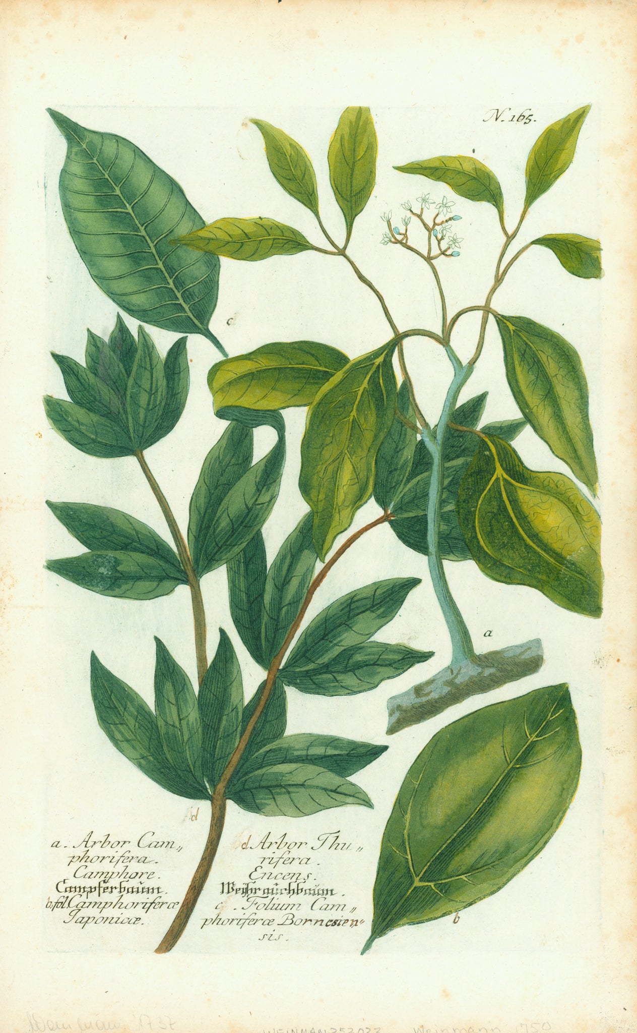 "a. Arbor Camphorifera" "b. Camphorifiera Japonicae" "c. Folium Camphoiferae Bornesien..." "d. Arbor Thurifera Encens"  Copper etching. Printed in color and hand-finished  Published n "Phytanthoza Iconographia"  Nuremberg, 1740