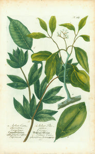 "a. Arbor Camphorifera" "b. Camphorifiera Japonicae" "c. Folium Camphoiferae Bornesien..." "d. Arbor Thurifera Encens"  Copper etching. Printed in color and hand-finished  Published n "Phytanthoza Iconographia"  Nuremberg, 1740