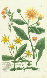 "a. Chrysanthemum tuberosum..." "b. Chrysanthemum Africanum flore..." "c. Chrysantheum abrotani folio..." "d. Chrysantheum Aquaticum..." "e. Chrysantheum aquaticum folio..."  Copperplate etching. Printed in colour and hand-finished  Published n "Phytanthoza Iconographia"  Nuremberg, 1740