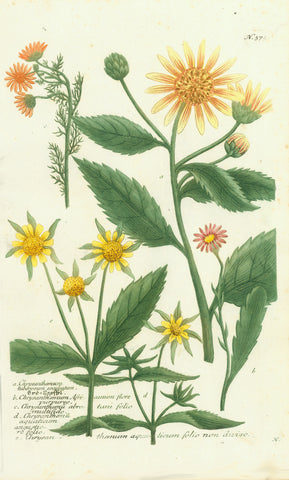 "a. Chrysanthemum tuberosum..." "b. Chrysanthemum Africanum flore..." "c. Chrysantheum abrotani folio..." "d. Chrysantheum Aquaticum..." "e. Chrysantheum aquaticum folio..."  Copperplate etching. Printed in colour and hand-finished  Published n "Phytanthoza Iconographia"  Nuremberg, 1740