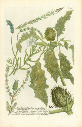 "a. Stoechas Arabica, Stoecas Arabique, Arabischer Stoechas"  "b. Stoechus arabica brevioribus ligulis" "c. Stoechus folio serrato Stichedes Stochus" "d. Stramonia seu Datura foetida pomo spinoso flore albo Stechapffel"  Copper etching. Printed in color and hand-finished  Published in "Phytanthoza Iconographia"  Nuremberg, 1740  Original antique print 