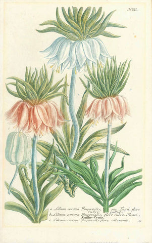    "a. Lilium corona Imperialis seu Tusai flore rubro pallido" " b. Lilium corona Imperialis flore rubro Tusai (Kaiser Crone)" "c. Lilium corona Imperialis florealbescente"  Copper etching. Printed in color and hand-finished  Published n "Phytanthoza Iconographia"  Nuremberg, 1740  Original antique print 