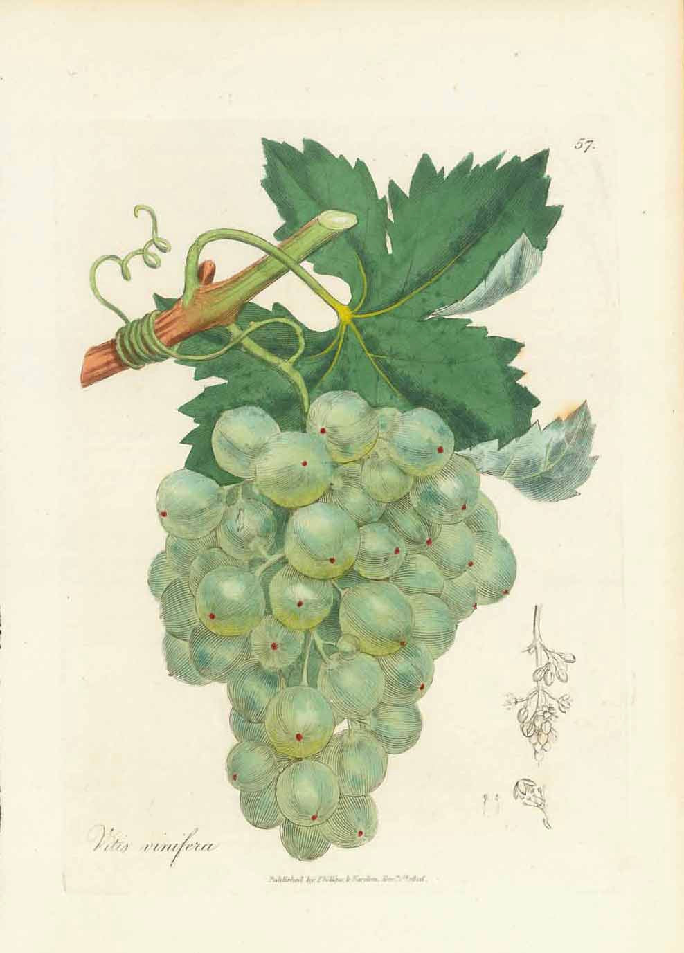 Wine Grapes. - "Vitis vinifera"  Copper etching with original hand coloring  Published in "Medical Botany"  By William Woodville (1752-1805)  Dated on print: 1806  Original antique print 