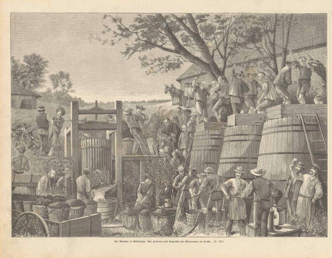 Wine. - "Der Weinbau in Kalifornien: Das Zertreten und Auspressen der Weintrauben im Herbst"  Wine-Culture in California: Pressing out the grape juice in the process of wine making.  Wood engraving. Published in a German periodical 1879.  Original antique print   Hanging on to ropes for footing while stomping the grapes in wooden boxes, while the pressed out grape juice is running into huge wooden wine cask. Many of the laborers are Chinese immigrants